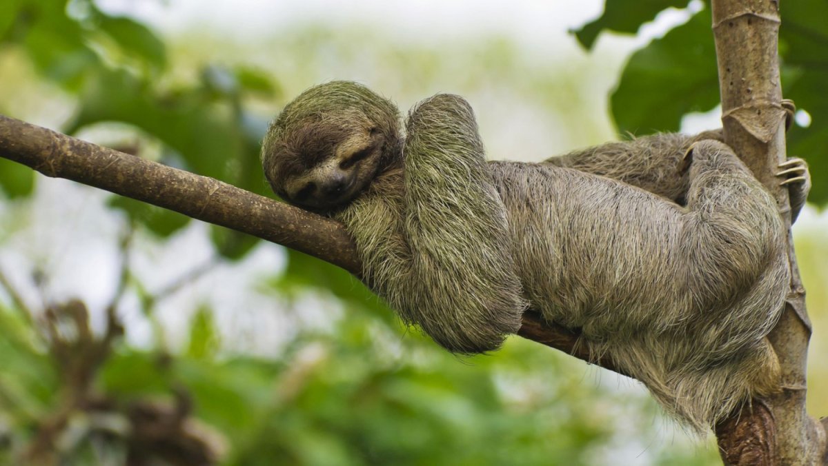 Bradypus torquatus – Ленивец ошейниковый