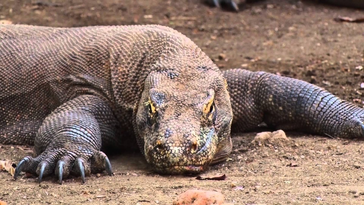 Комодский Варан