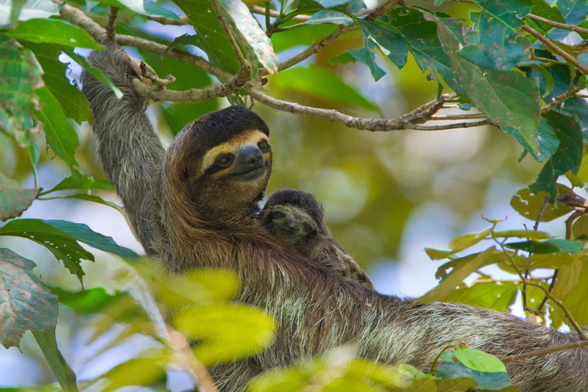 Пикабу животное фото