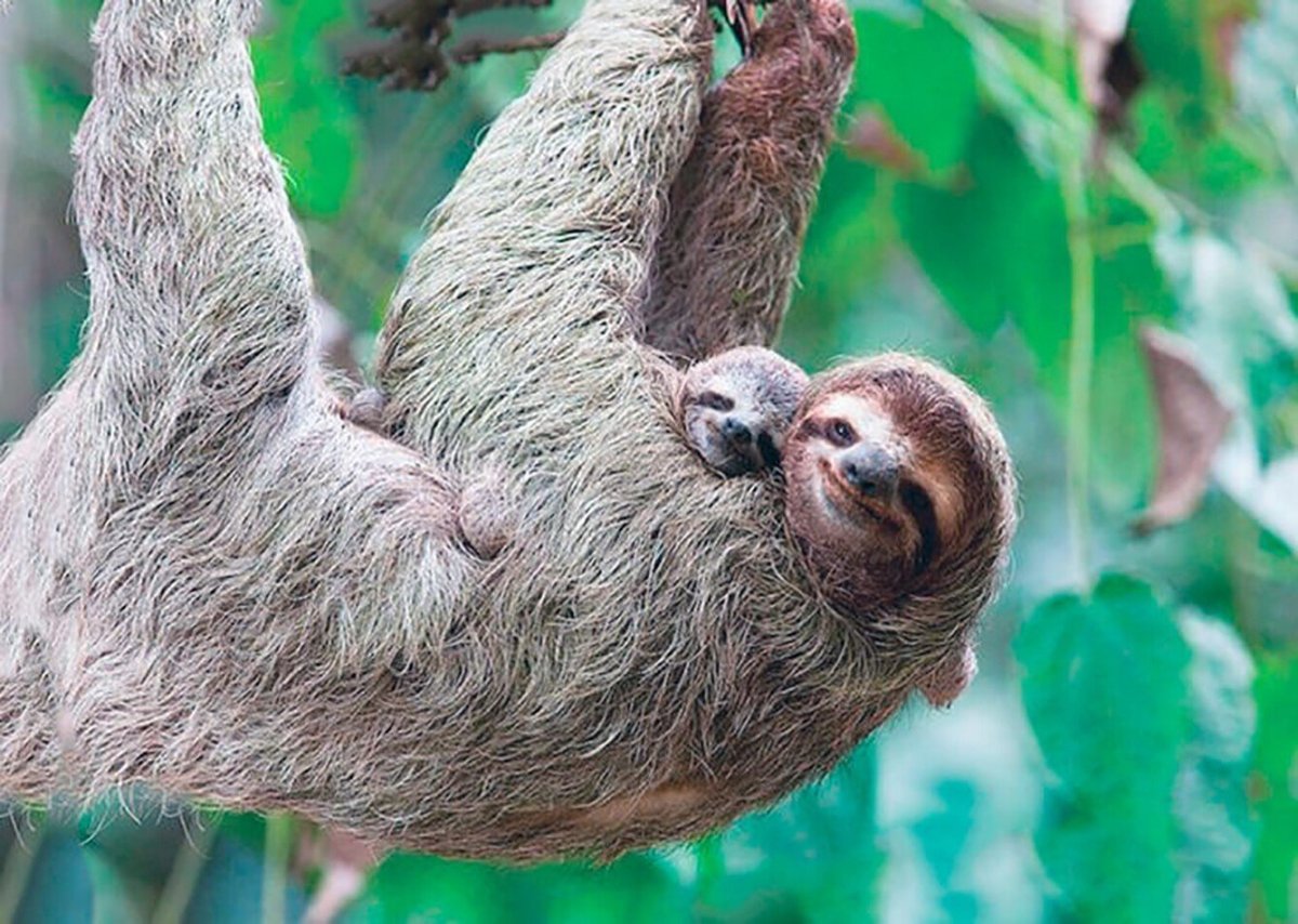 Улыбка ленивца