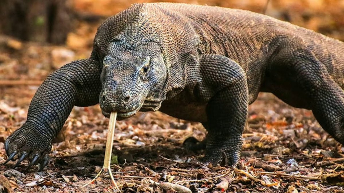 Индонезия Комодский Варан