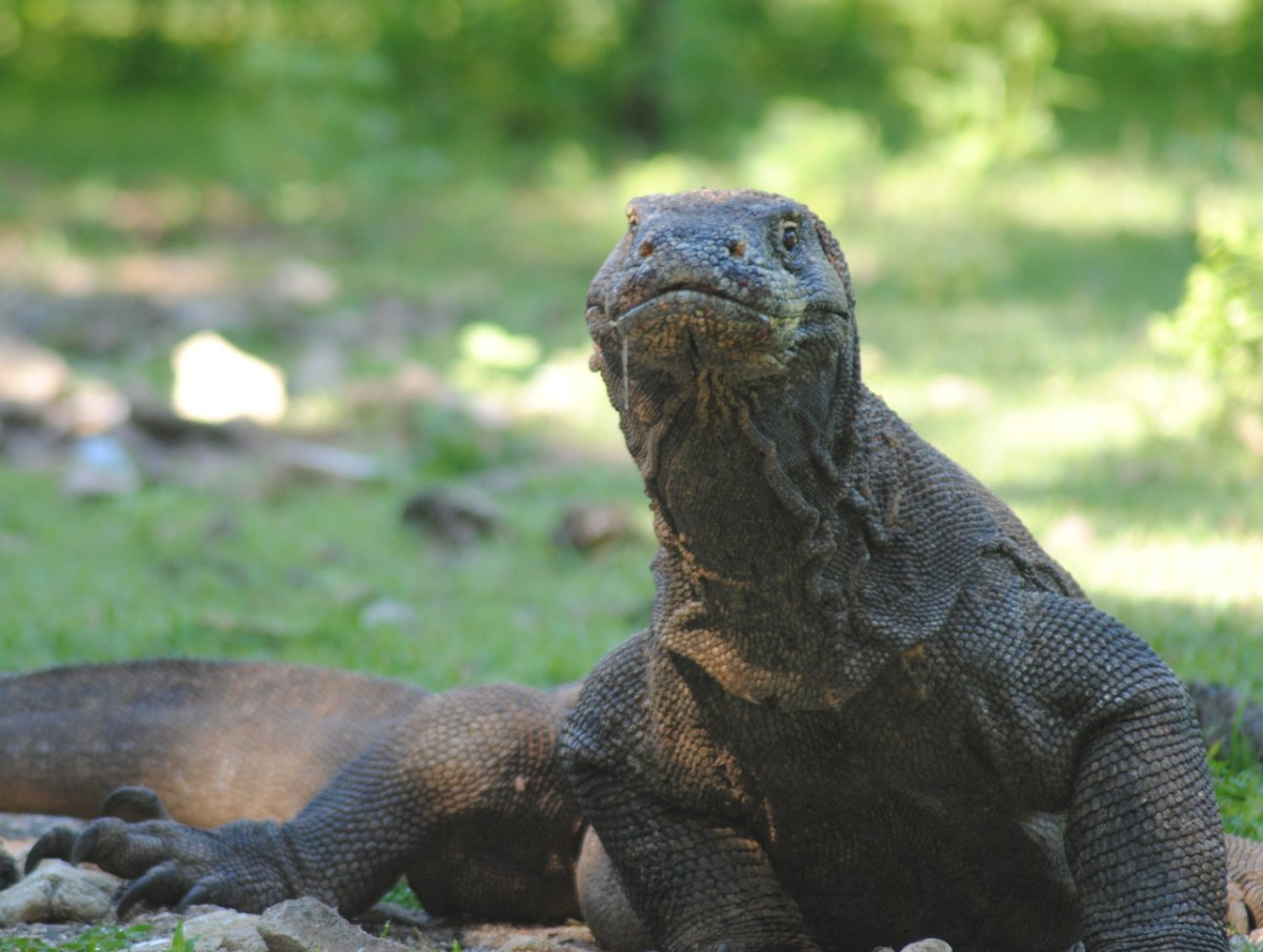 Комодский Варан и МЕГАЛАНИЯ