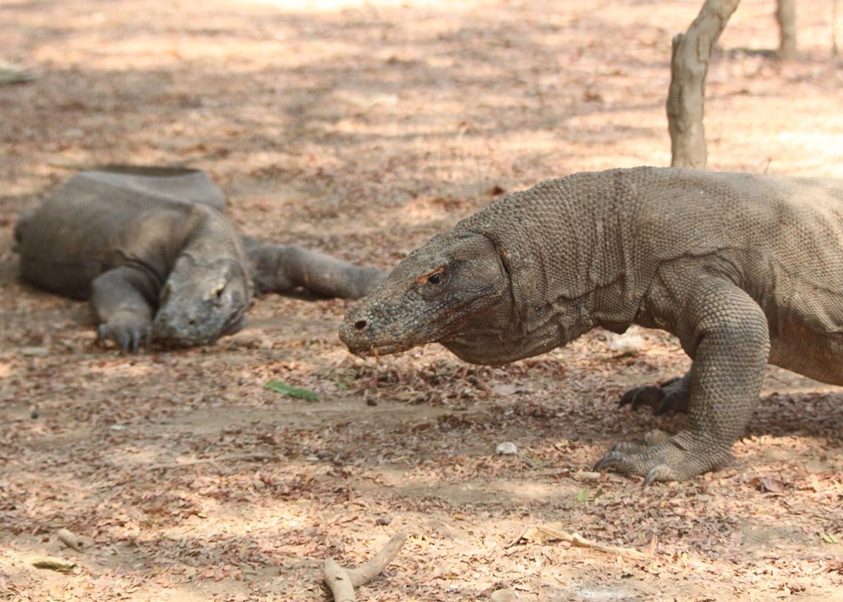 Вараны острова Комодо