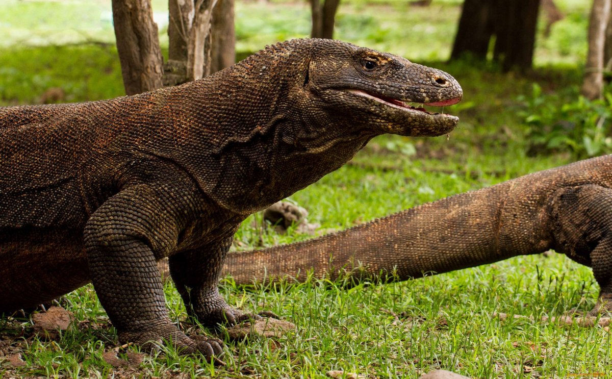 Комодский Варан