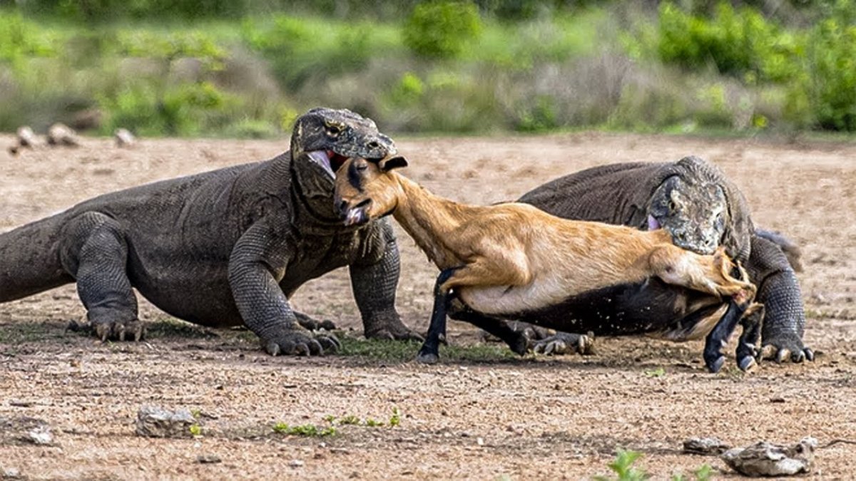 Комодский Варан Размеры