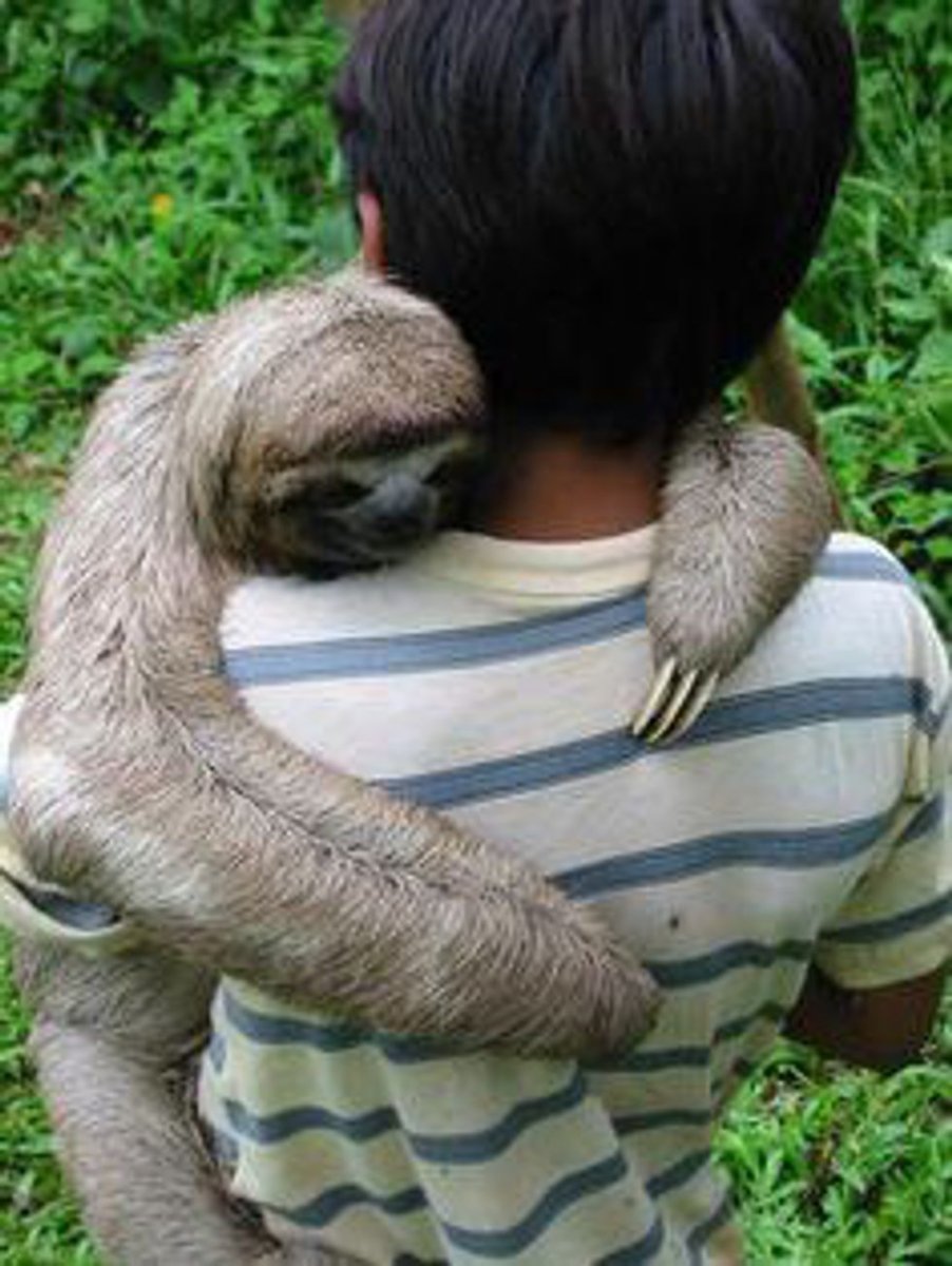 Австралийский Ленивец