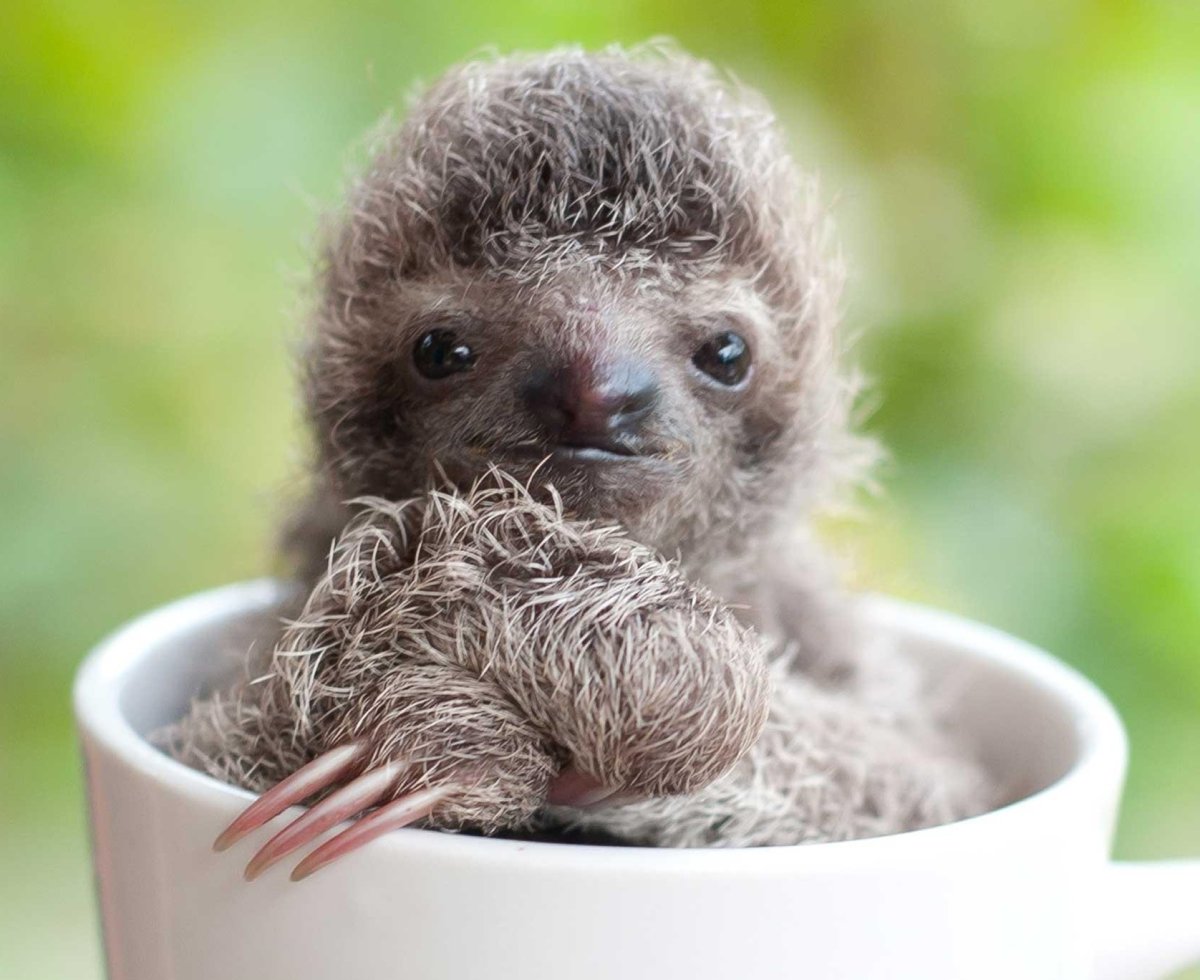 Ленивец животное