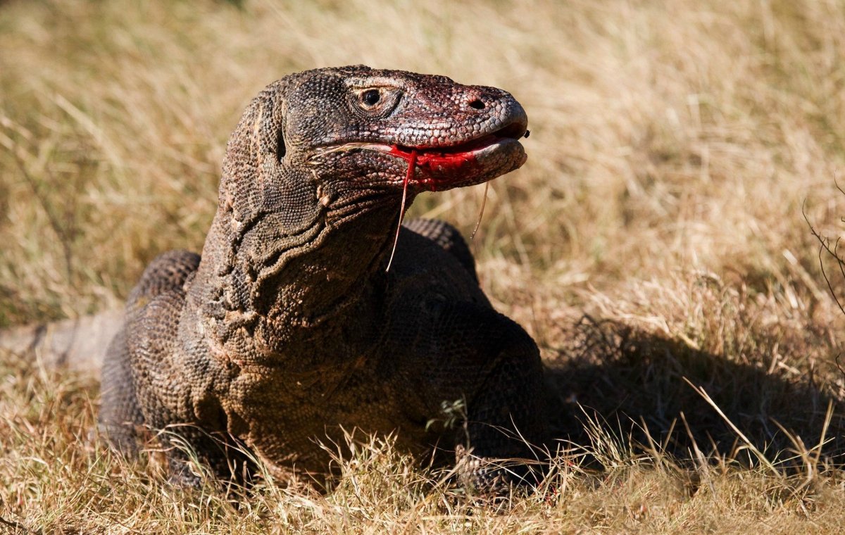 Комодский Варан черный
