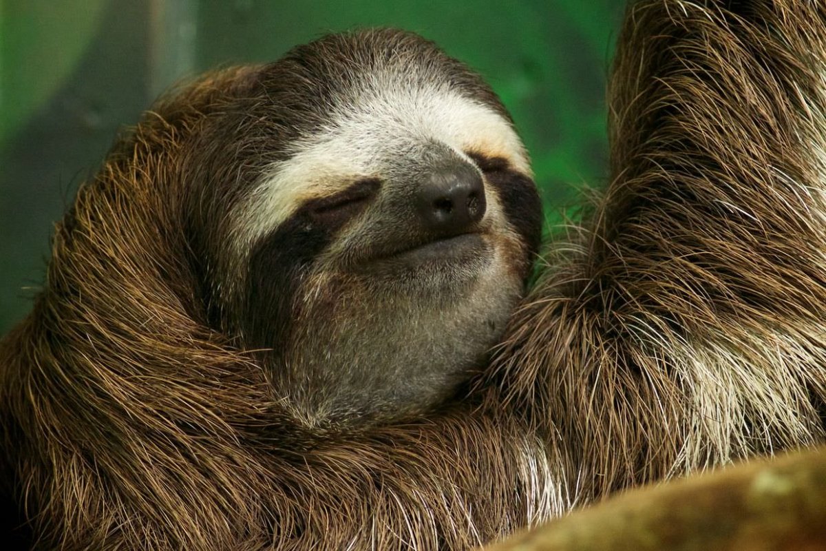 Ленивец Bradypus variegatus