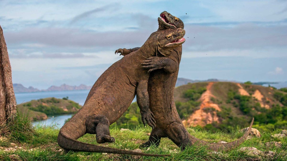 Национальный парк Комодо в Индонезии