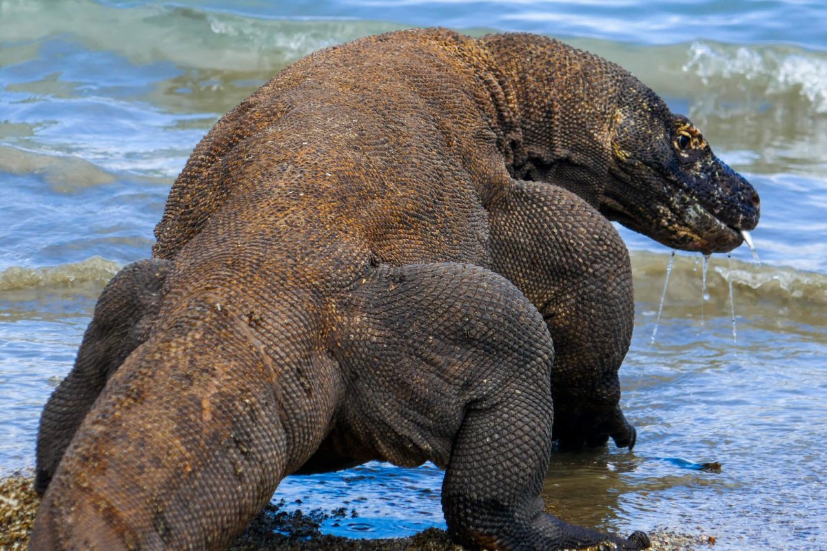 Комодский Варан