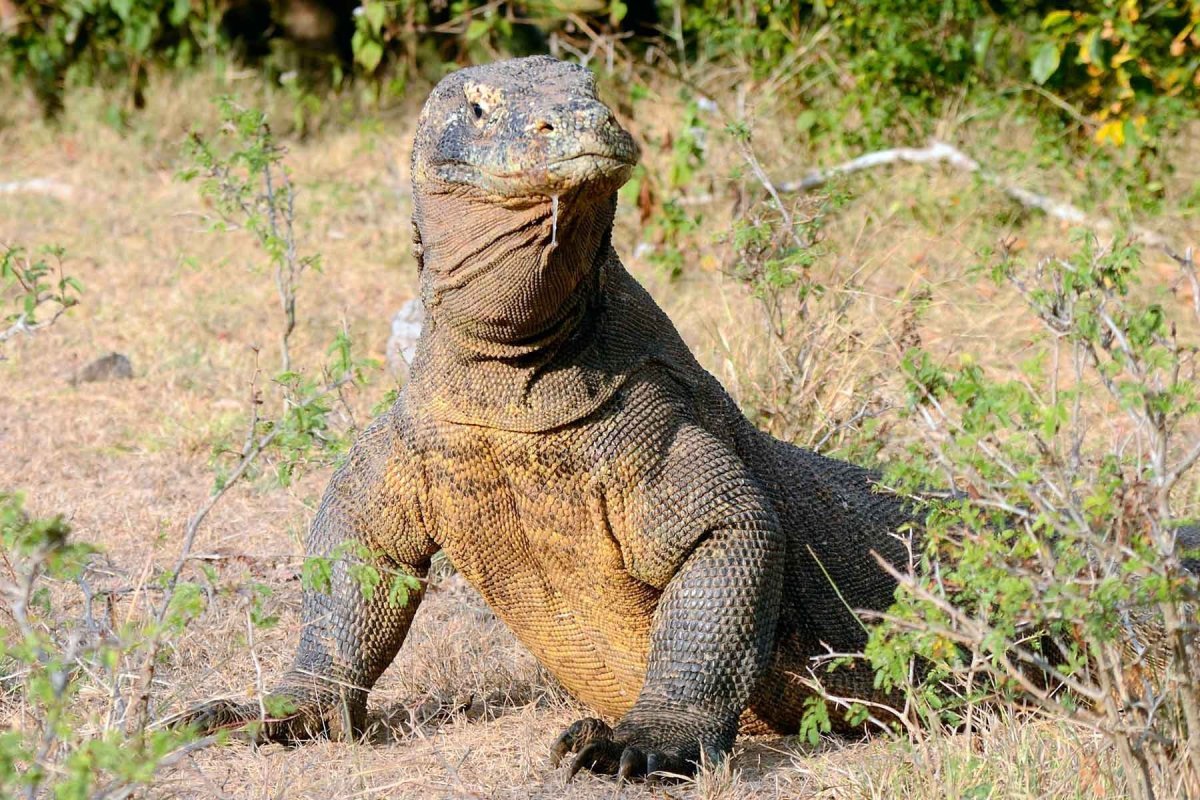 Комодский Варан