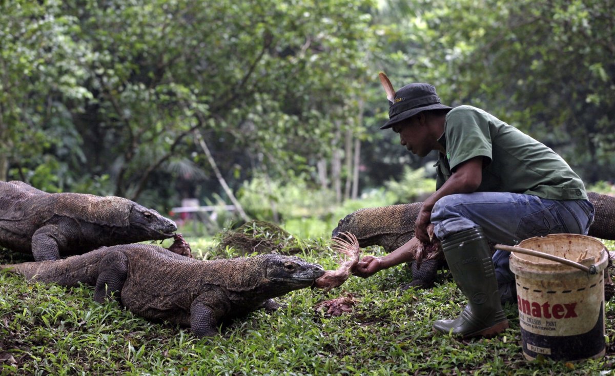 Варан Комодский Кровавый