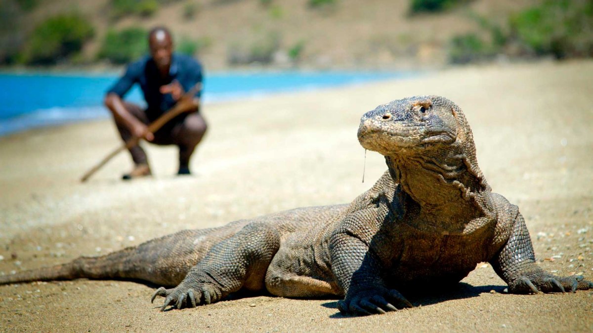 Комодский Варан ядовитый