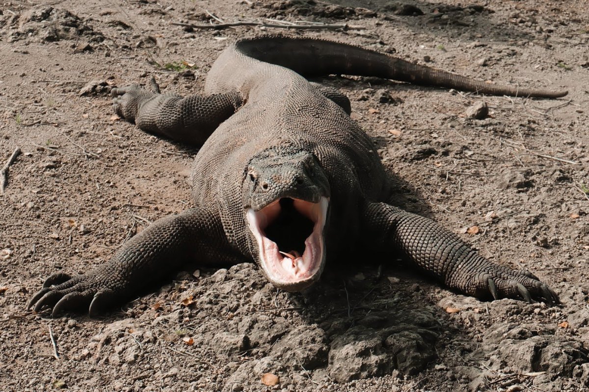 Комодский Варан вараны