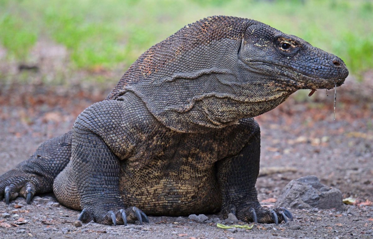 Комодский Варан вараны