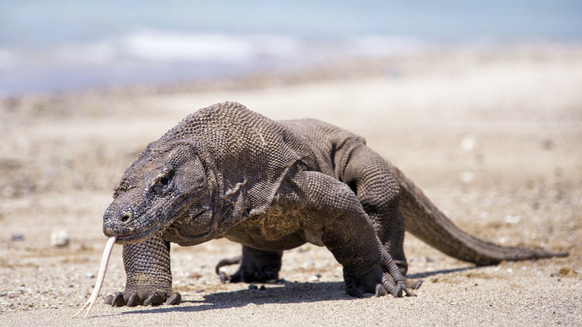 Комодский Варан вараны