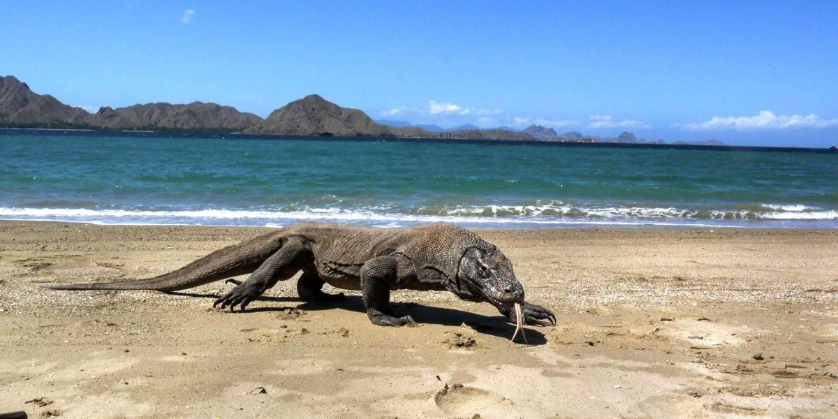 Драконы Индонезии Комодо