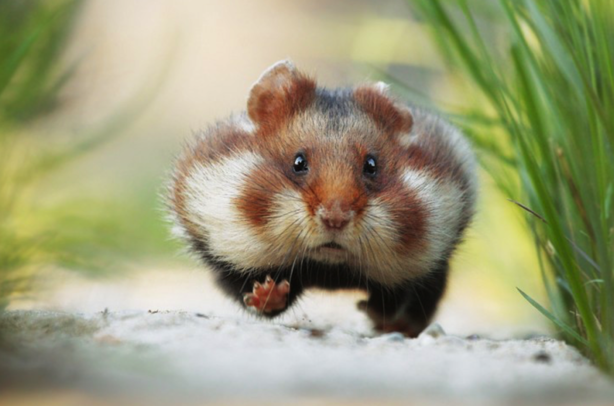 Крымский полевой хомяк