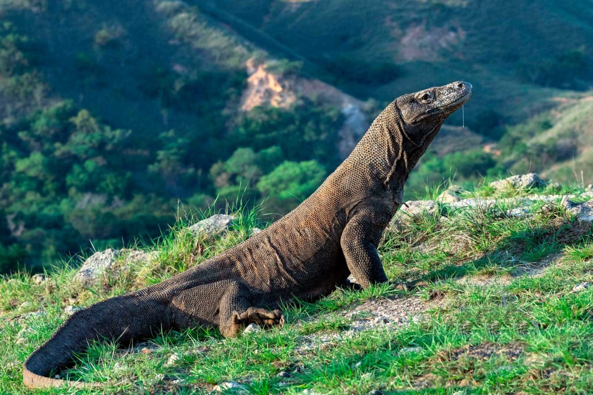 Комодский Варан дракон