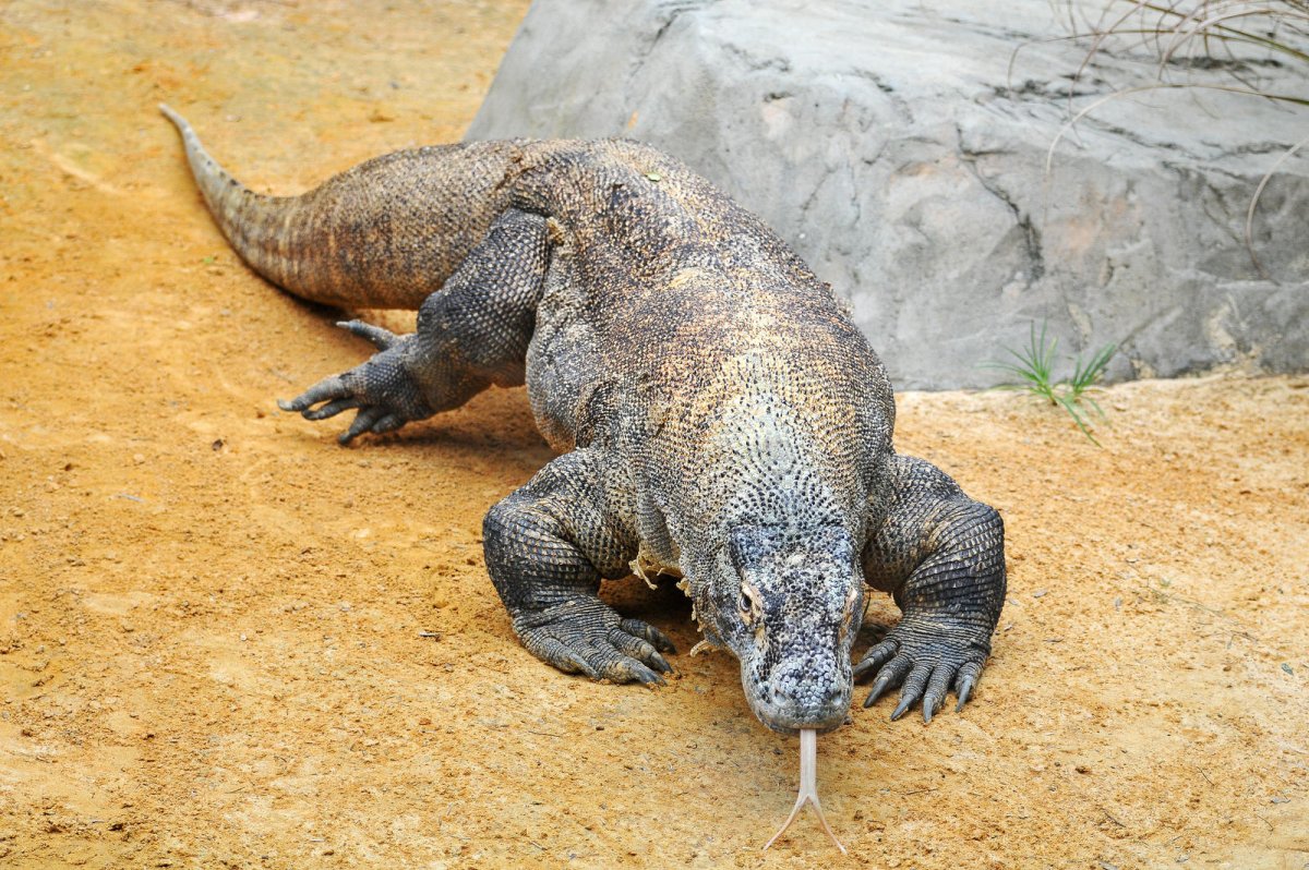 Серый Варан Комодский Варан