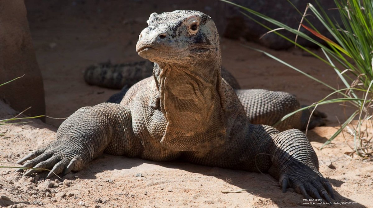 Комодский Варан и крокодил