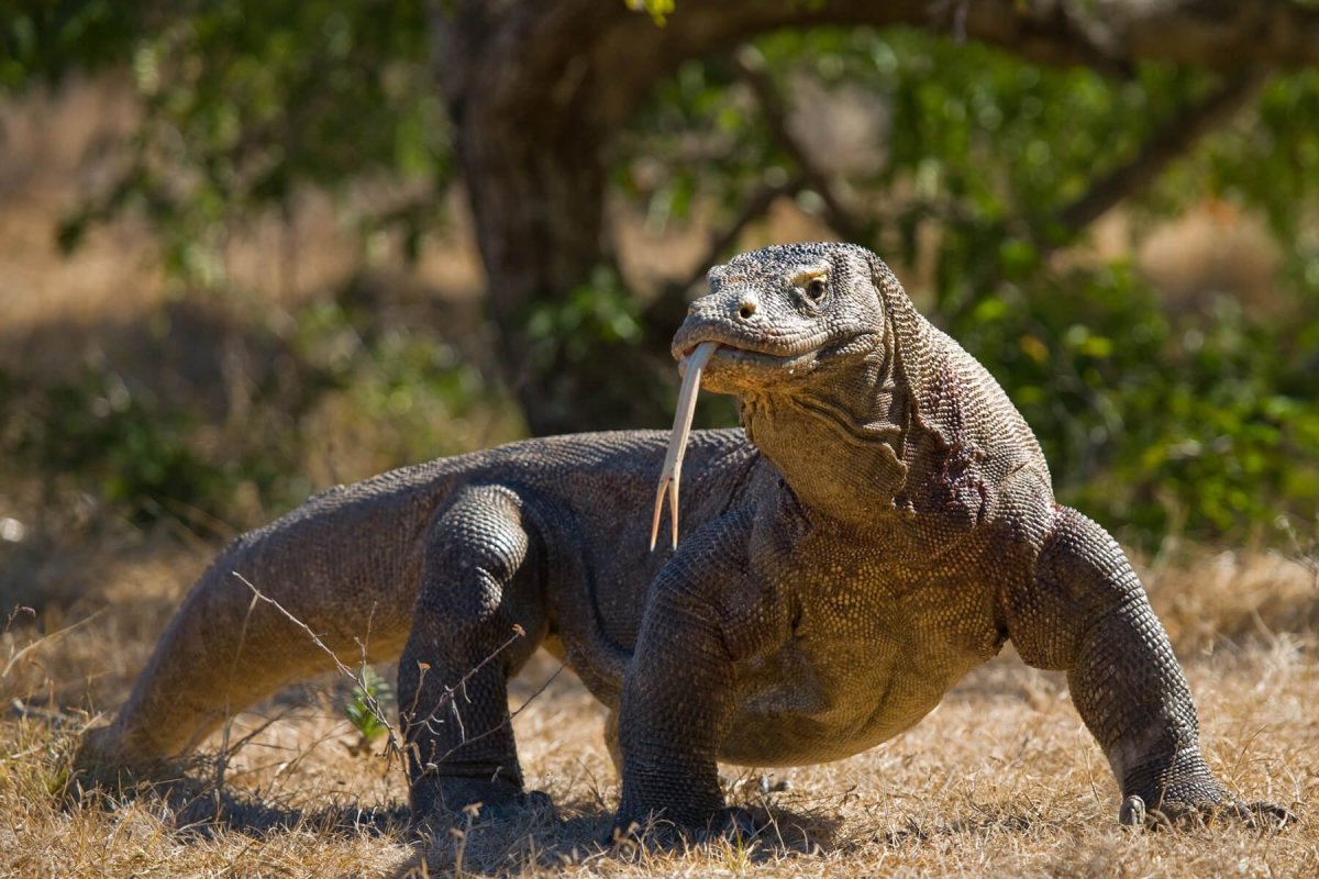 Комодский Варан