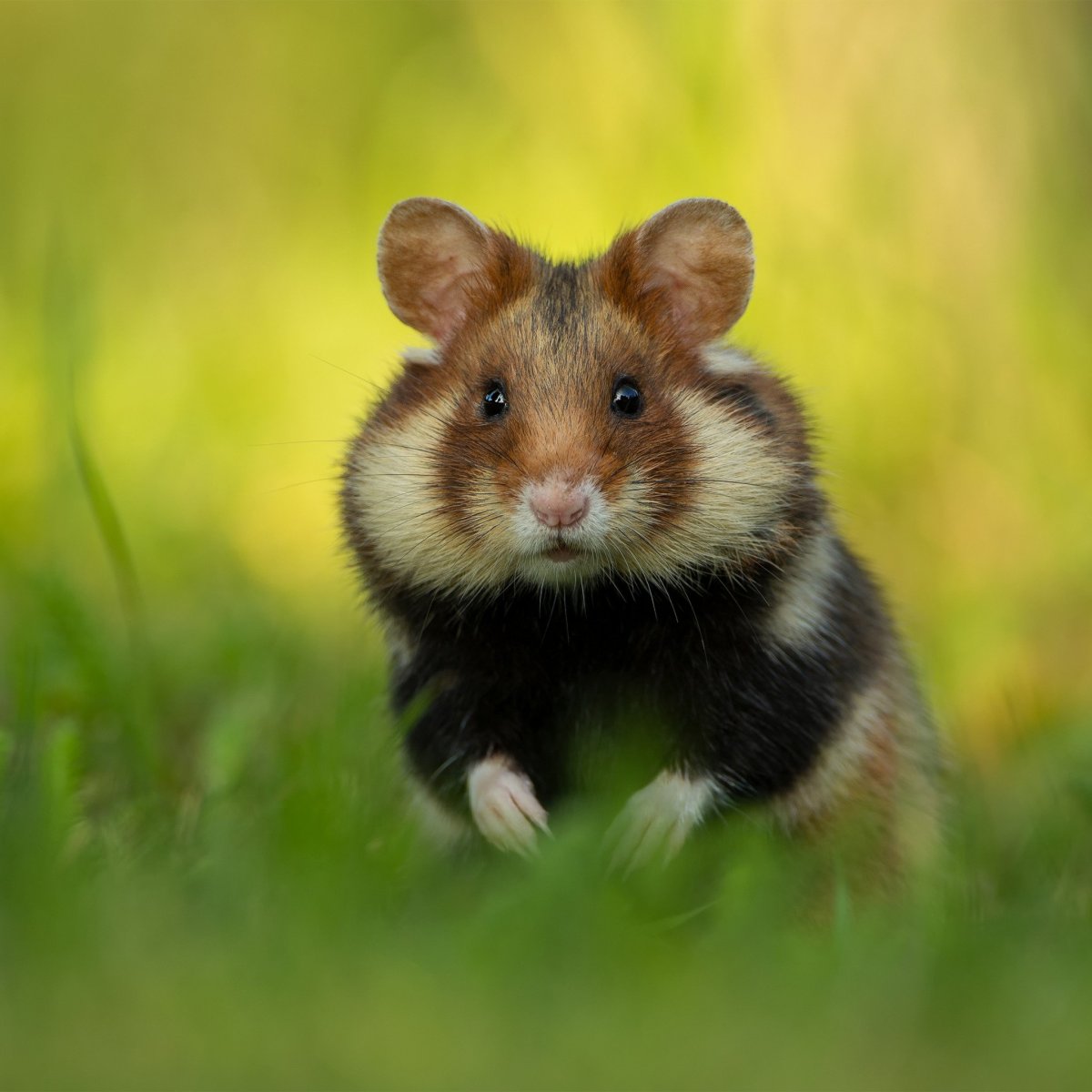 Луговой хомяк