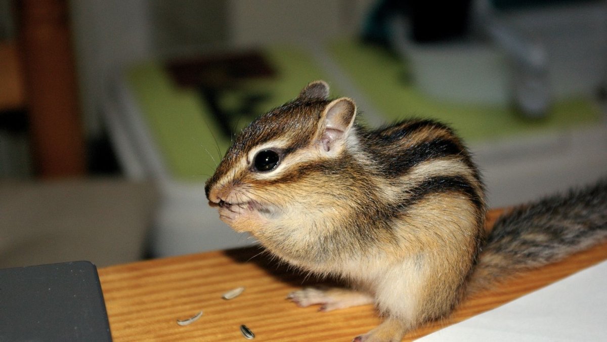 Бурундуки домашние