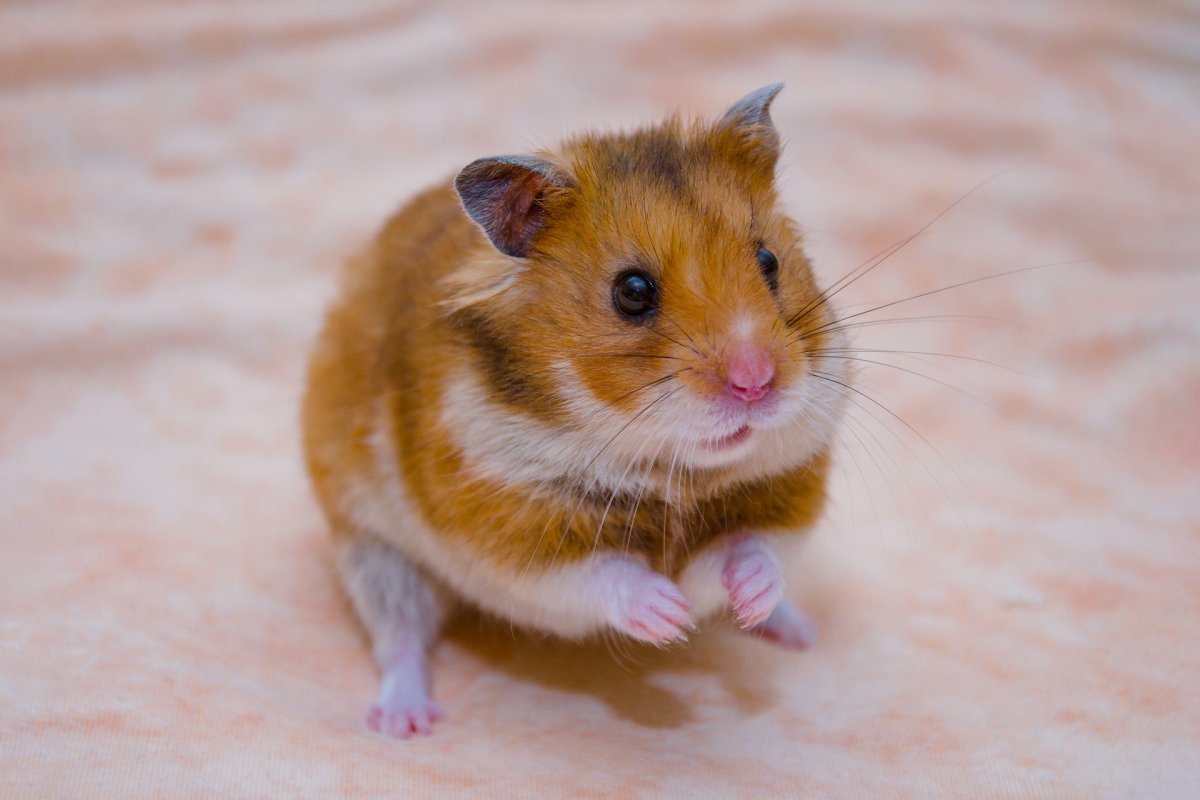 Люди похожие на хомяков