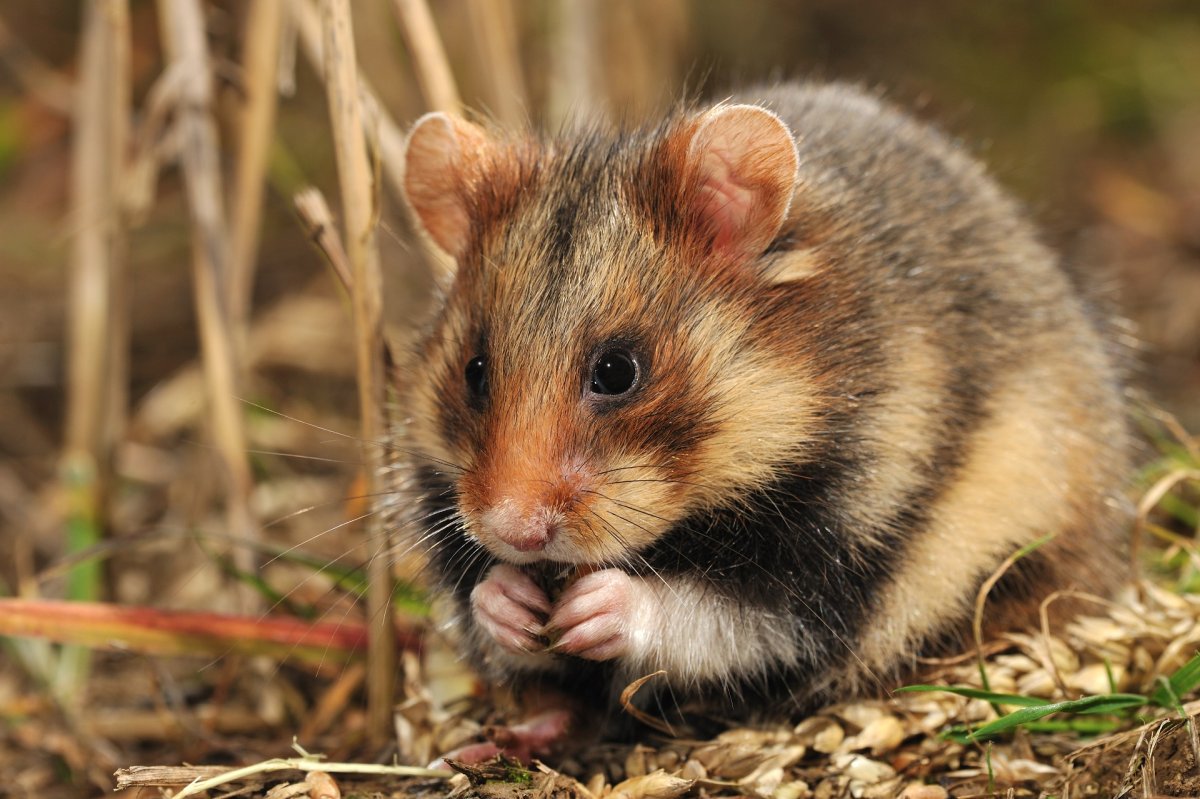 Полосатый хомяк