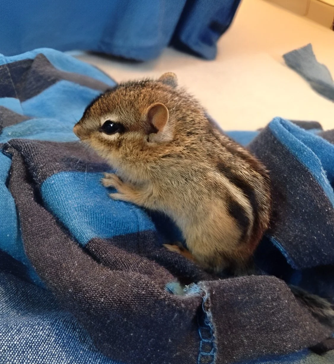 Джунгарский бурундучок