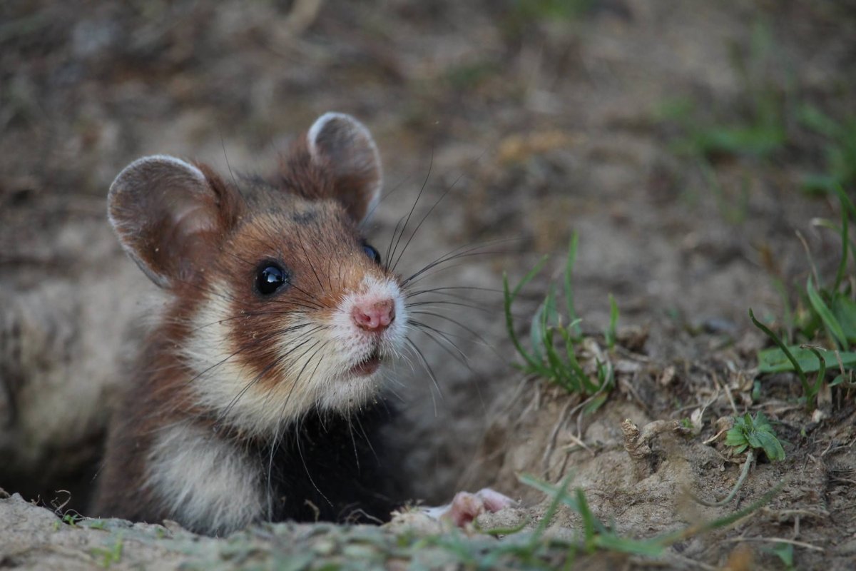 Хомяк с полоской на спине