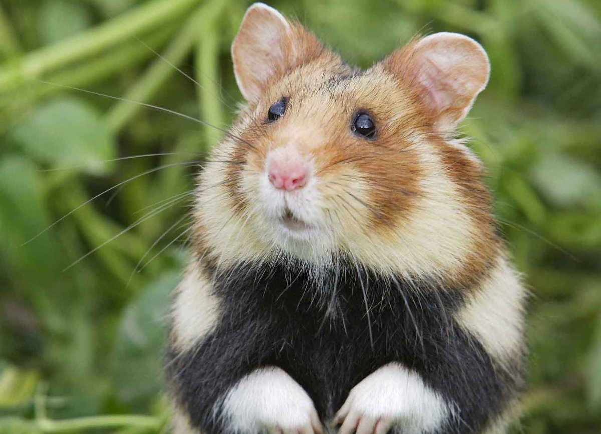 Лесной хомяк карбыш