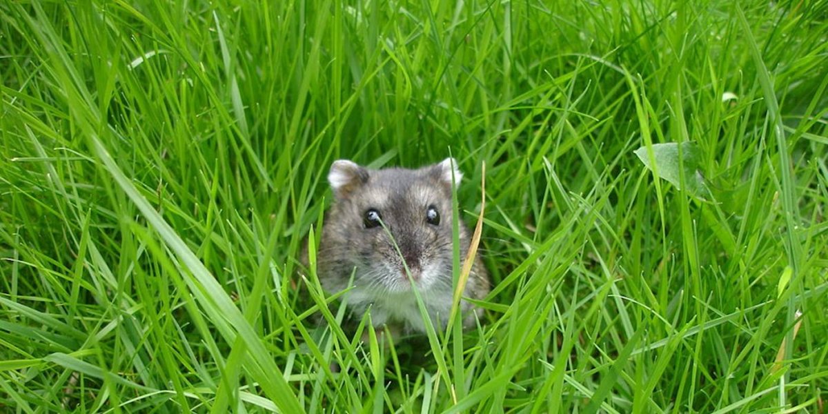 Джунгарский хомячок дикий