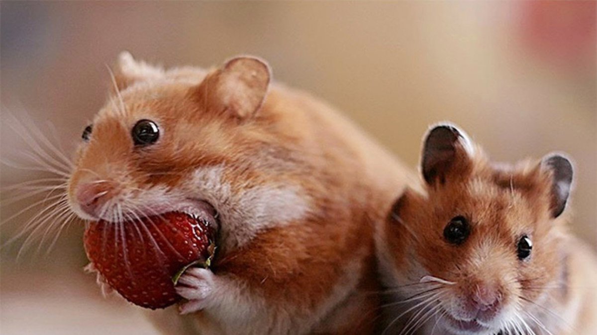 Американский хомяк