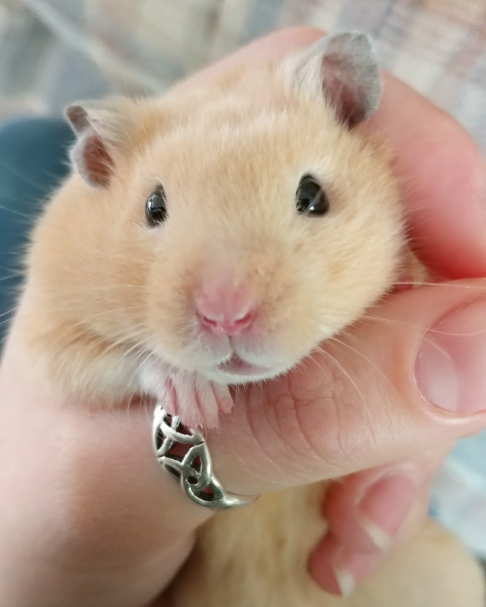 Полосатый хомяк