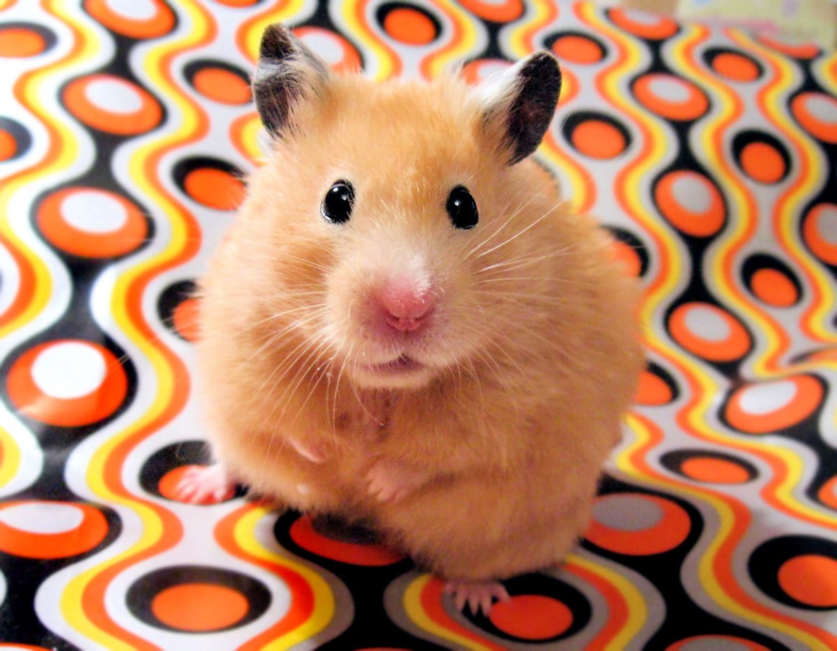 Сирийский хомяк Хома