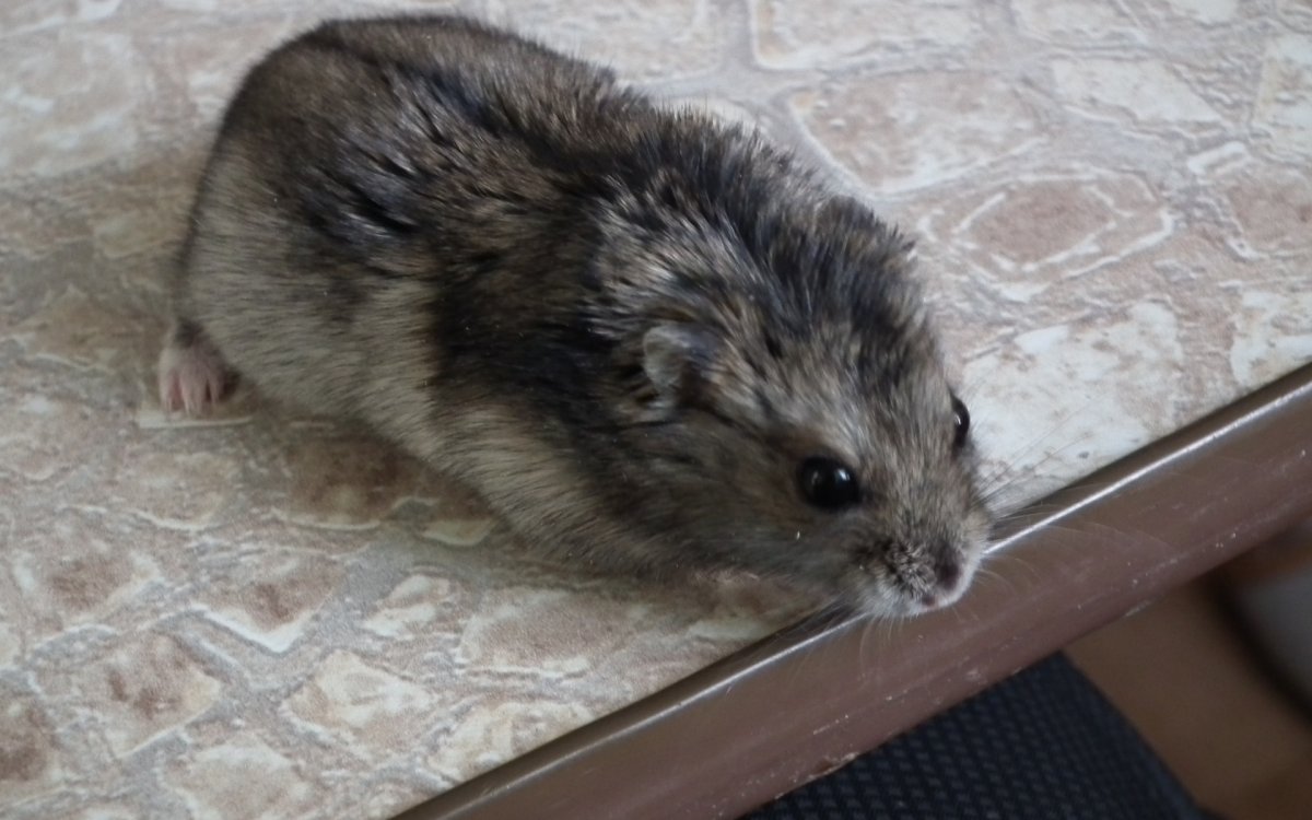 Джунгарский хомяк обои