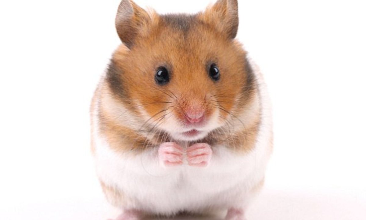Хомяк фото