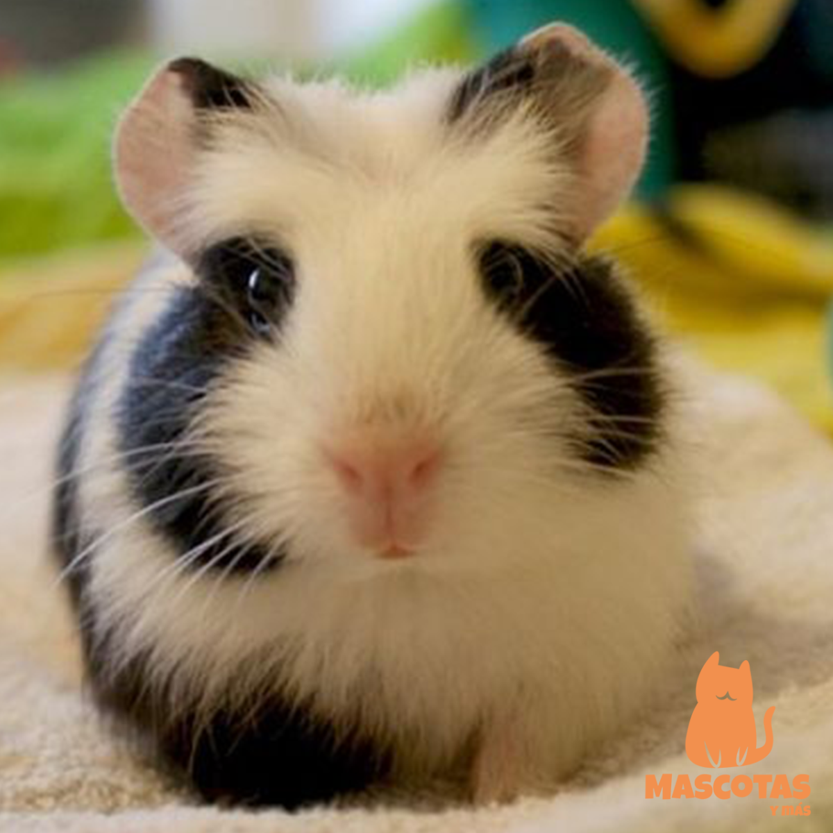 Морская Свинка Панда