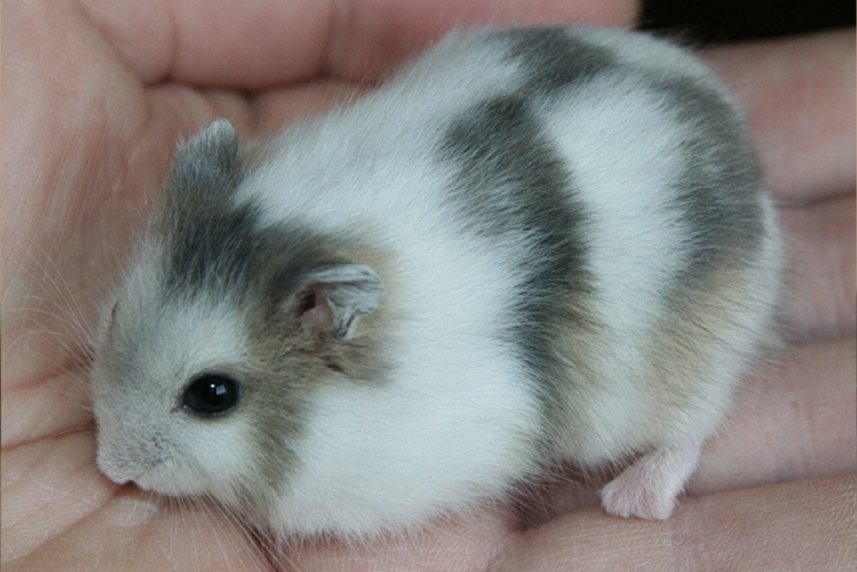 Породы хомяков Кэмпбелла