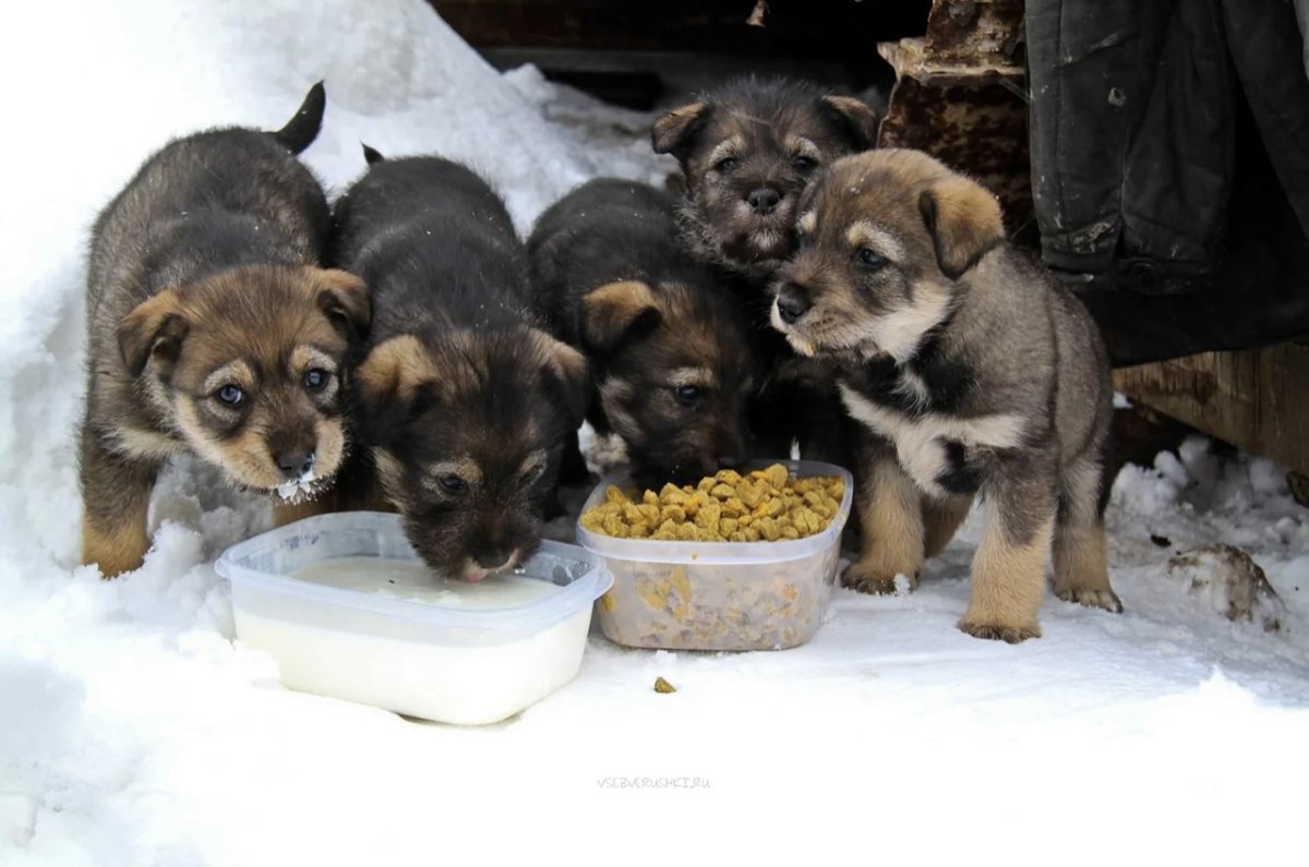 Дворняжка щенок зима