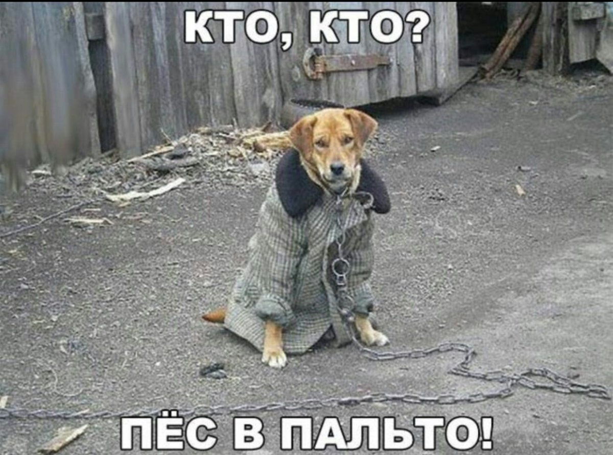 Пес в пальто