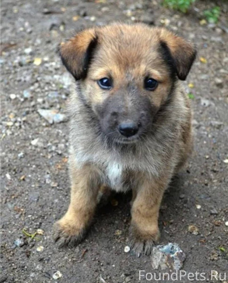 Счастливые бездомные животные