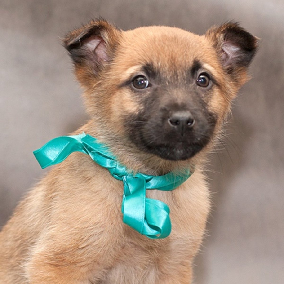 Маленькая рыжая собачка дворняжка