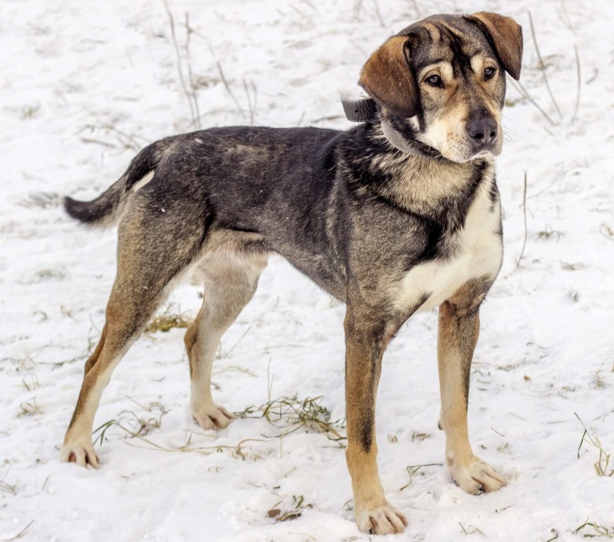 Крупные дворняги собаки