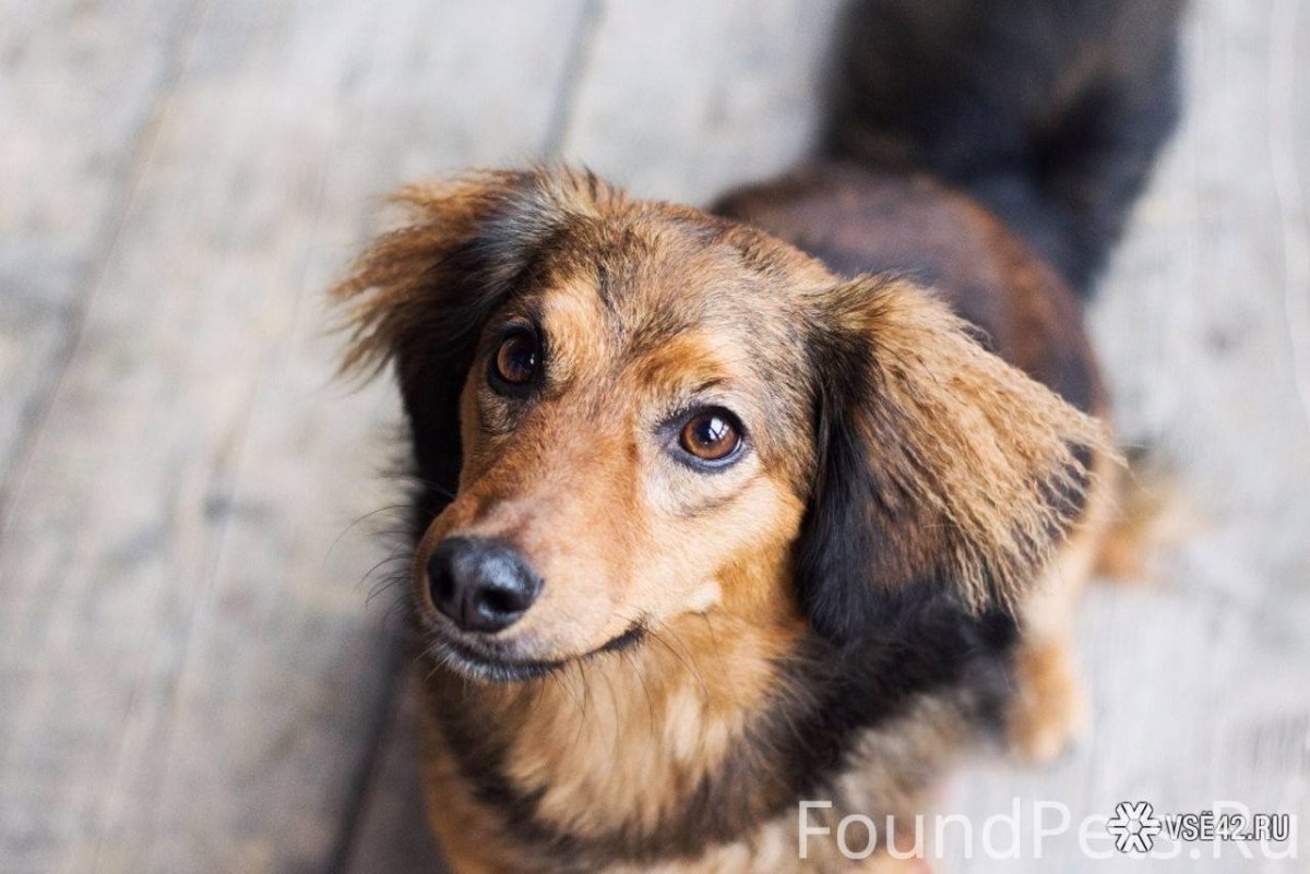 Маленькая дворняжка