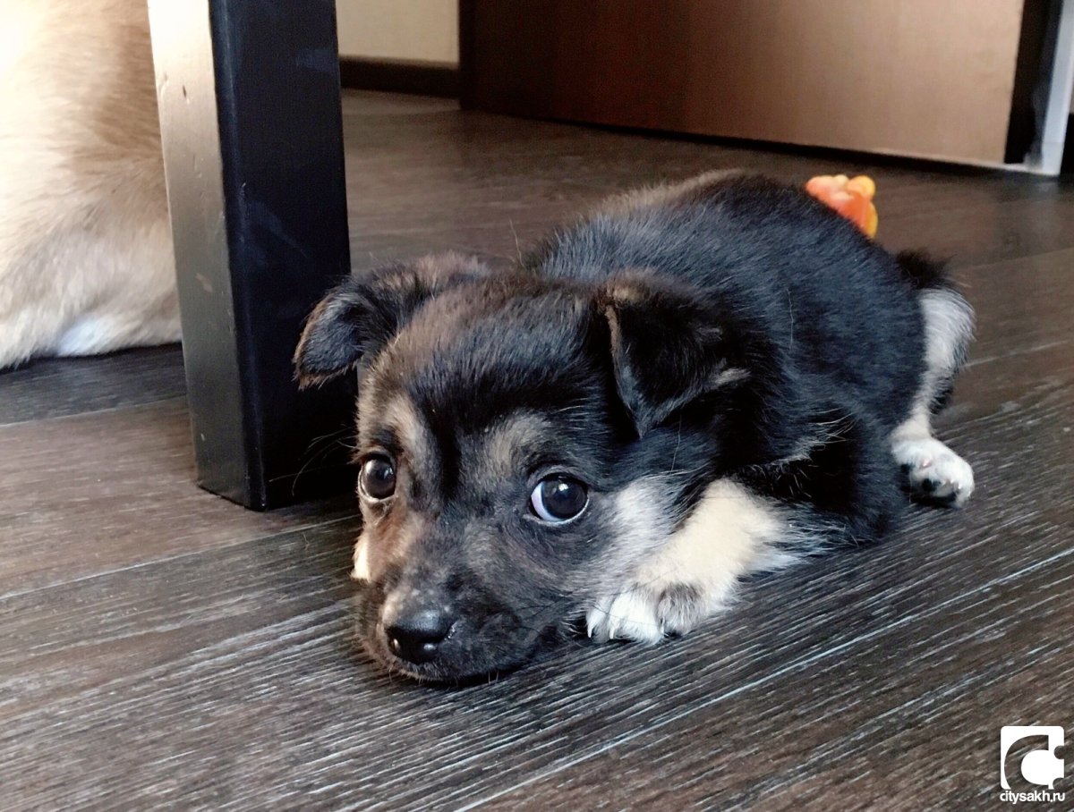 Маленькая собачка дворняжка