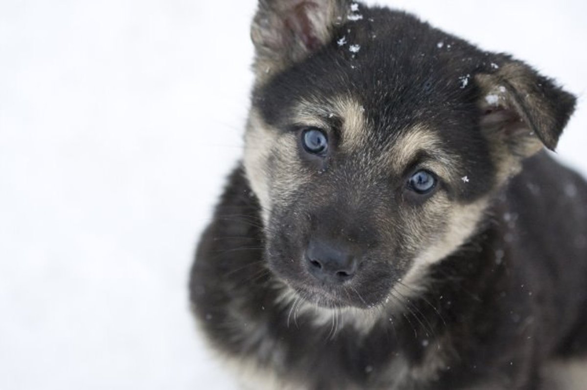 Дворняга малыш